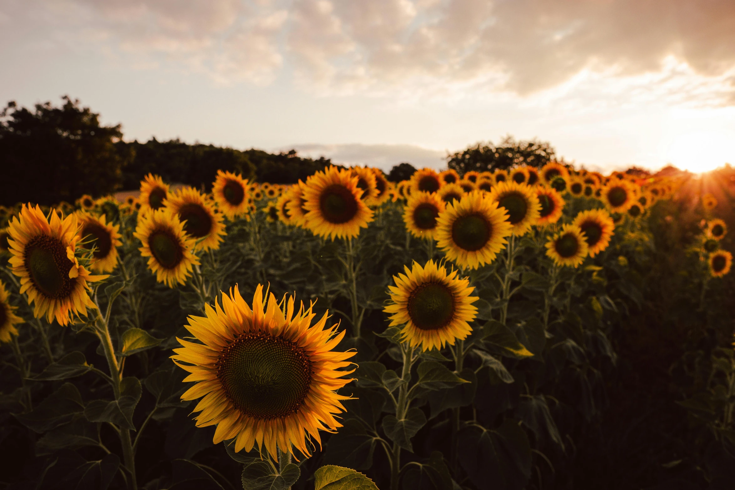 a field of sunflowers with the sun setting in the background, unsplash contest winner, 🦩🪐🐞👩🏻🦳, shades of gold display naturally, sydney hanson, bed of flowers on floor