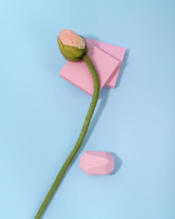 a pink flower sitting on top of a piece of paper, an abstract sculpture, inspired by Robert Mapplethorpe, postminimalism, covered with pink marzipan, detailed product image, buds, scutoid