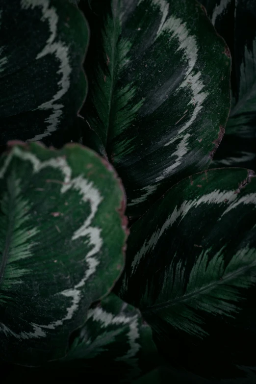 a close up of a green and white plant, trending on pexels, baroque, dark colors, multiple stories, grey, jungle camo