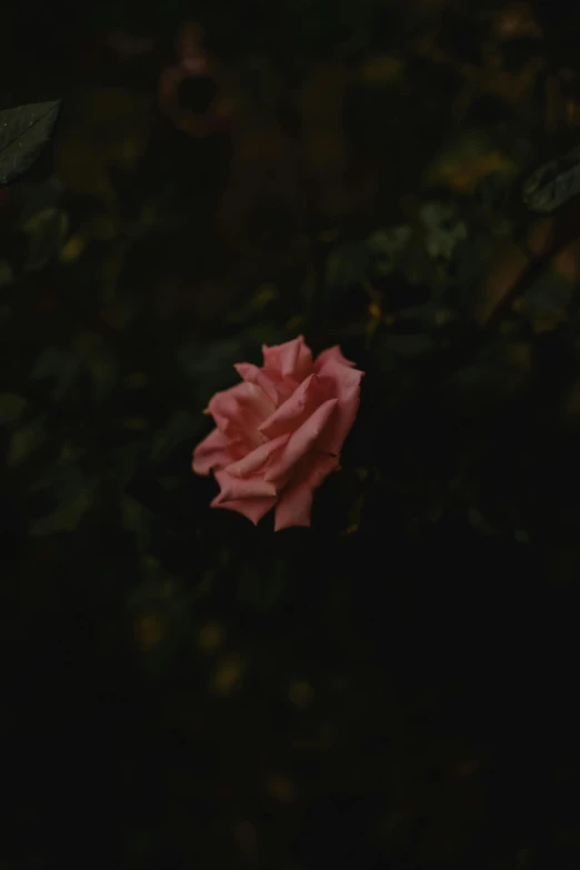 a single pink rose in the dark, an album cover, inspired by Elsa Bleda, unsplash, ignant, in the jungle. bloom, lonely and sad, ansel ]
