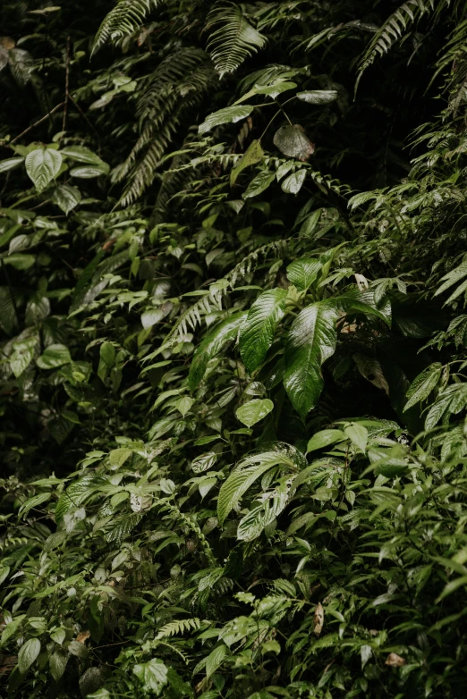 a fire hydrant sitting in the middle of a lush green forest, inspired by Elsa Bleda, sumatraism, large leaves, zoomed out to show entire image, verdant plant wall, on black background