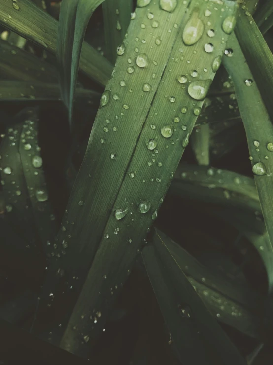 a close up of a plant with water droplets on it, trending on unsplash, renaissance, 🍸🍋, background image, greenish expired film, photorealistic image