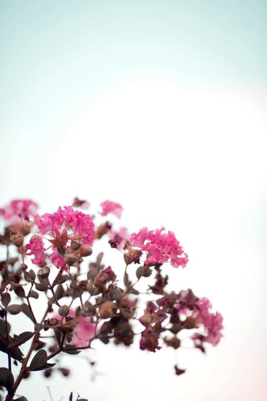 a close up of a flower with a sky in the background, by Jacob Toorenvliet, pink bonsai tree, verbena, medium format, canvas