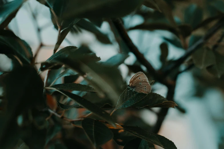 a butterfly sitting on top of a leaf covered tree, inspired by Elsa Bleda, trending on pexels, muted brown, low quality photo, background image, alessio albi