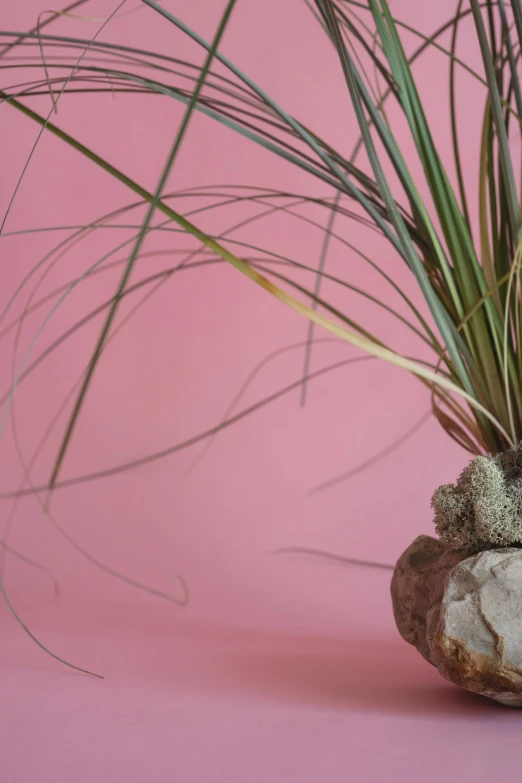 an air plant sitting on top of a rock, inspired by Patrick Dougherty, pink concrete, hoog detail, oasis infront, body portrait