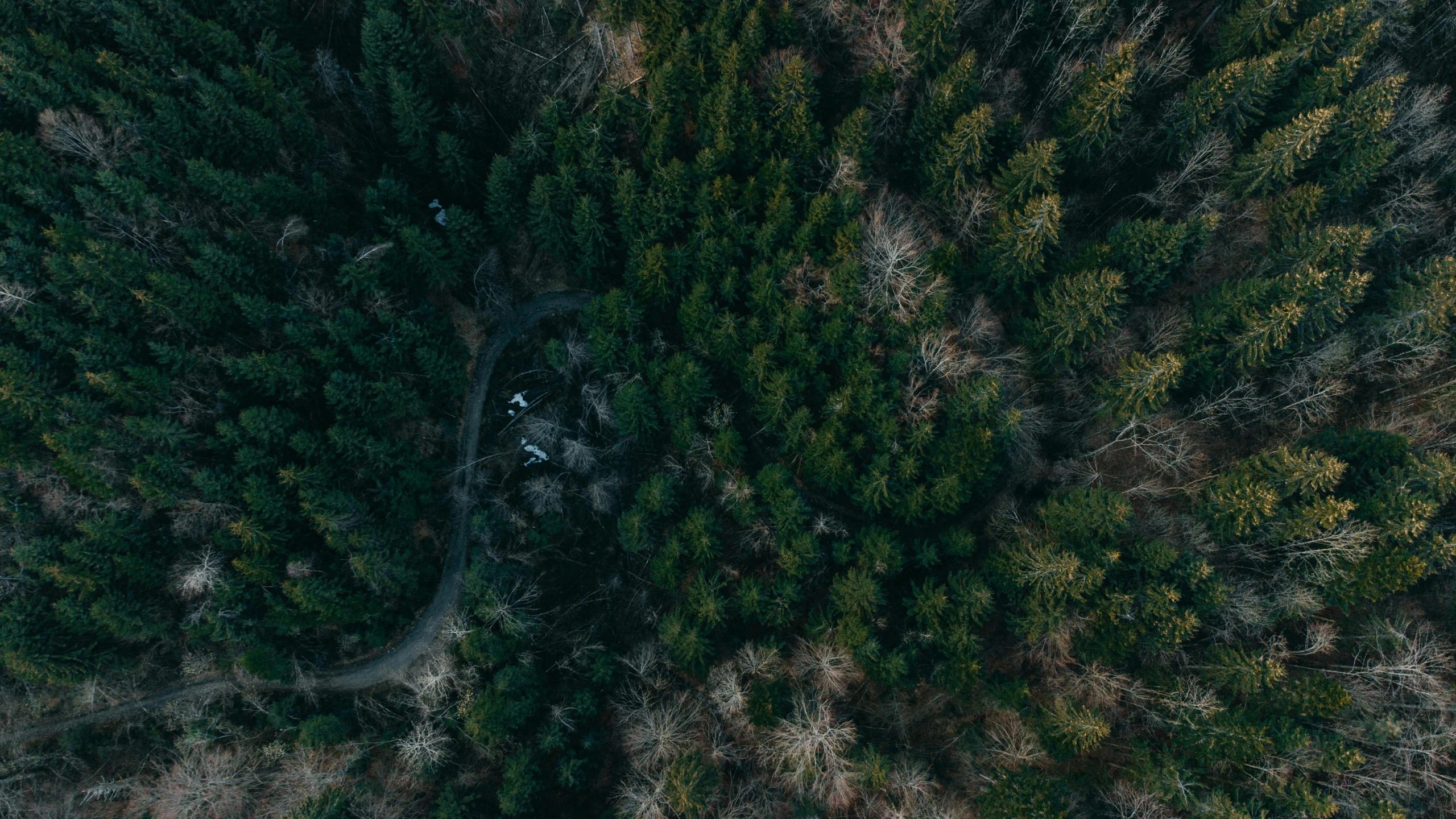 an aerial view of a road in the middle of a forest, by Adam Marczyński, hurufiyya, dark green, campsites, cinematic shot ar 9:16 -n 6 -g, ((trees))