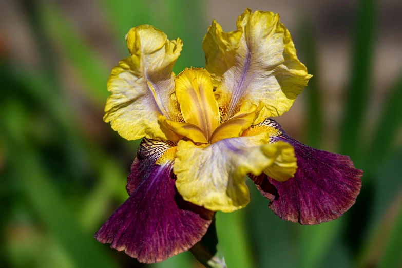 a close up of a yellow and purple flower, their irises are red, confident pose, highly ornate, waist - up