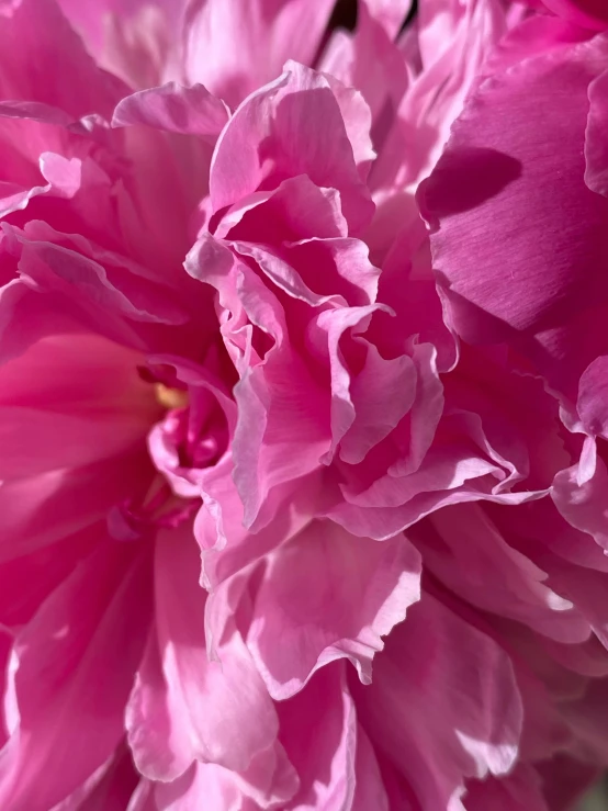 a close up of a bunch of pink flowers, a macro photograph, by Phyllis Ginger, romanticism, shot on iphone 1 3 pro, peony, low quality photo, full frame image