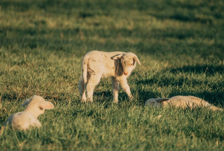 a herd of sheep standing on top of a lush green field, puppies, taken at golden hour, 33mm photo, ayne haag
