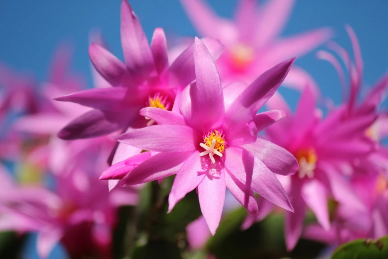 a group of pink flowers against a blue sky, by Gwen Barnard, pexels contest winner, peyote cactus desert, seven pointed pink star, chromostereopsis, highly microdetailed