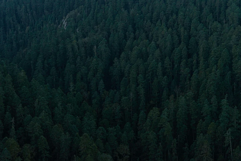 a plane flying over a lush green forest, inspired by Elsa Bleda, hurufiyya, dark pine trees, zoomed out to show entire image, giant sequoia, dark forest at night