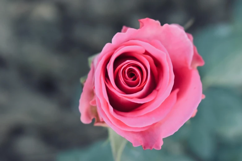 a close up of a pink rose with green leaves, by Niko Henrichon, pexels contest winner, romantic lead, ((pink)), closeup 4k, instagram post