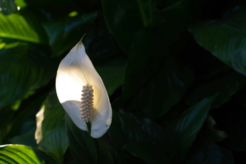 a white flower with green leaves in the background, inspired by Carpoforo Tencalla, unsplash, hurufiyya, light coming from the entrance, tropical lighting, mystical kew gardens, ignant