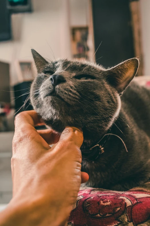 a close up of a person petting a cat, pexels contest winner, sleepy expression, sitting on man's fingertip, grey, lavish