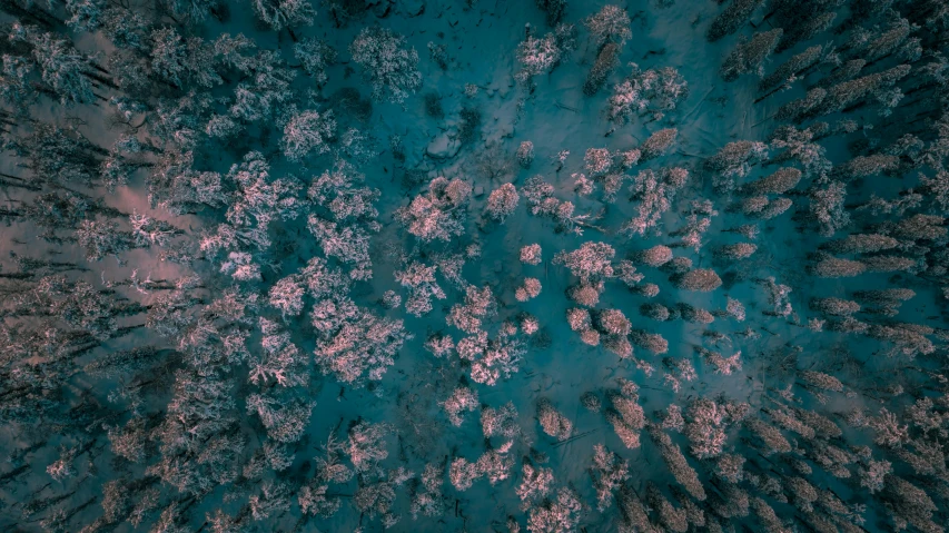 an aerial view of a forest in winter, inspired by Elsa Bleda, unsplash contest winner, hurufiyya, pink and teal, flowers, low angle 8k hd nature photo, intricate environment - n 9