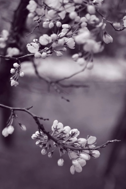 a black and white photo of a flowering tree, a black and white photo, by Sven Erixson, unsplash, art photography, white and purple, medium format. soft light, early spring, soft vignette