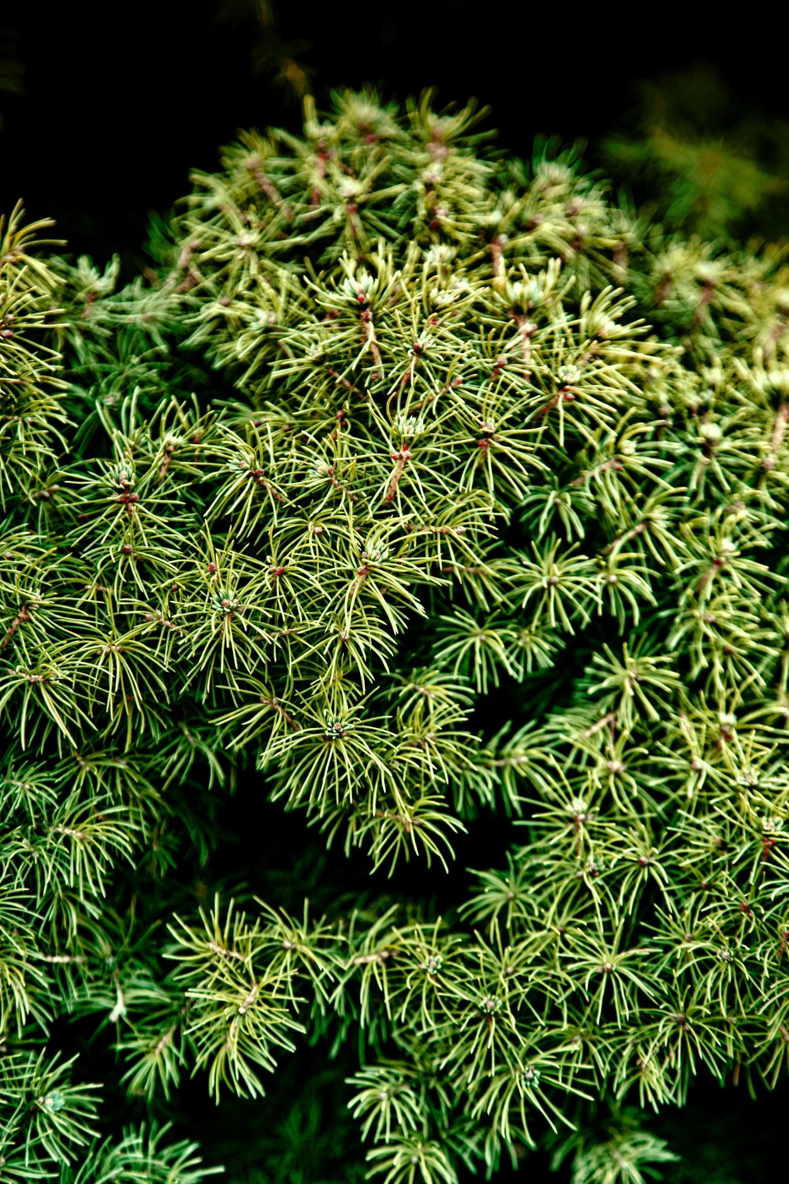 a close up of a plant with green needles, fir trees, shrubs, treebeard, premium quality