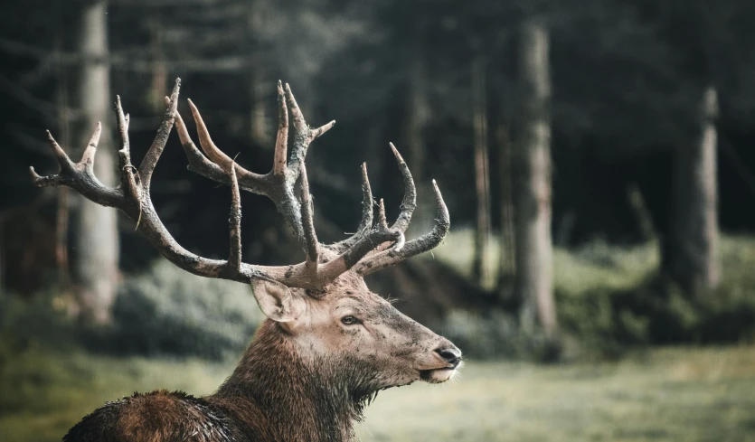 a deer that is standing in the grass, an album cover, pexels contest winner, elk, royality, caledonian forest, hunting trophies