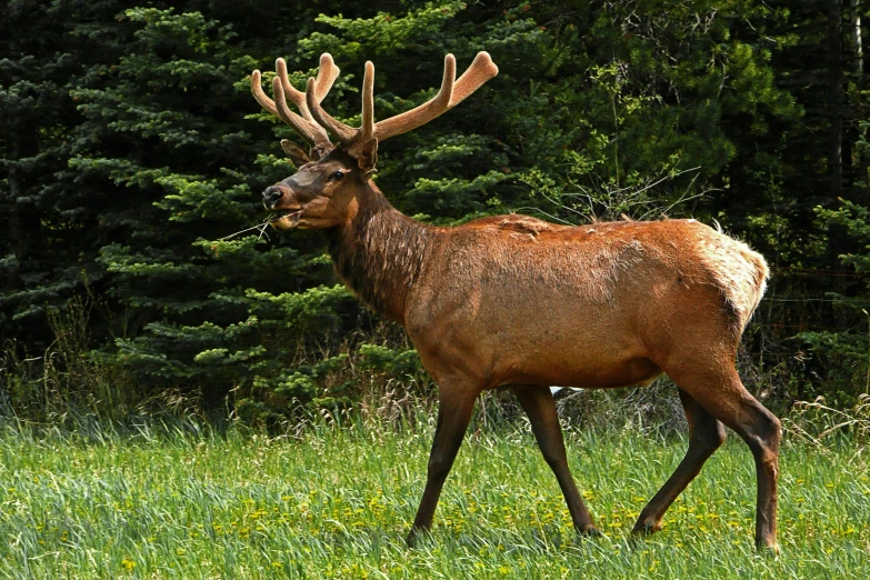 a deer that is standing in the grass