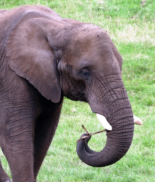 a large elephant standing on top of a lush green field, rounded beak, taken in the early 2020s, long hook nose, an elderly