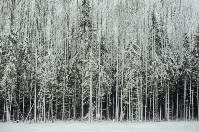 a group of trees that are standing in the snow, by Jaakko Mattila, alaska, forest clearing, high detail photograph, grey