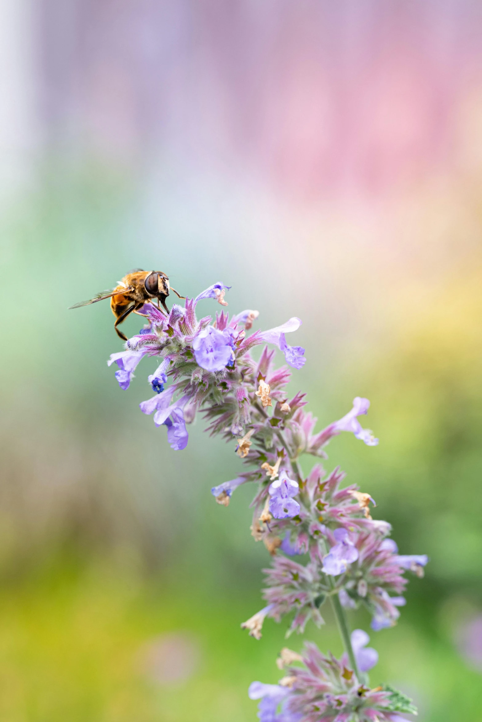 a bee sitting on top of a purple flower, in a serene landscape, salvia, unsplash photo contest winner, pastel'