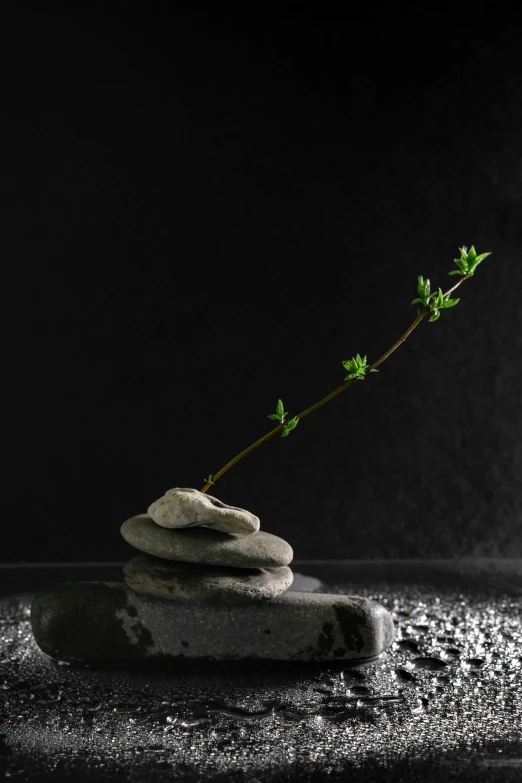 a rock stack with a plant sprouting out of it, inspired by Goyō Hashiguchi, postminimalism, on black paper, ignant, gravels around, archviz