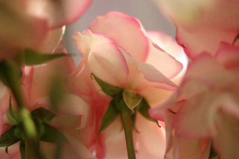 a close up of a bunch of pink roses, inspired by Allan Ramsay, unsplash, soft white glow, profile close-up view, slide show, multicoloured