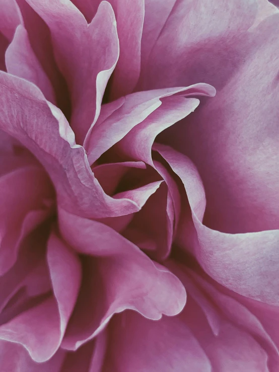 a close up view of a pink flower, a macro photograph, inspired by Julian Schnabel, romanticism, ultra - realism, pastel', 1960s color photograph, purple - tinted