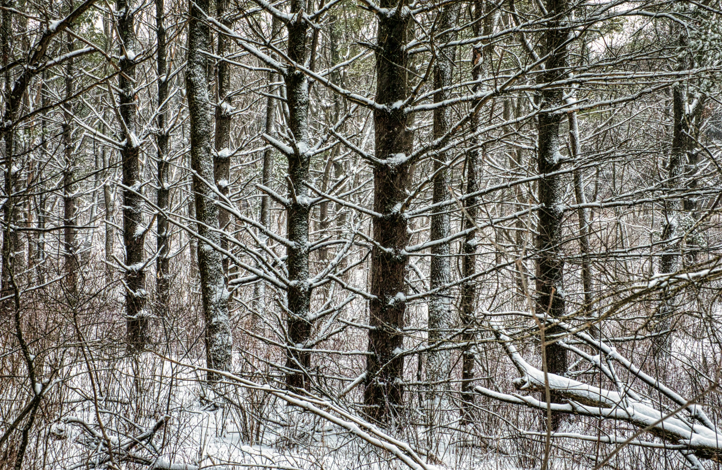 a forest filled with lots of trees covered in snow, by Robert Storm Petersen, tree branches intertwine limbs, pine wood, lynn skordal, grey