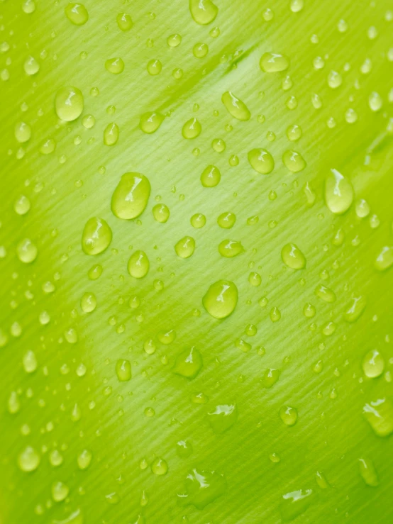 a close up of water droplets on a banana leaf, detailed product image, lime green, detail shot, panels