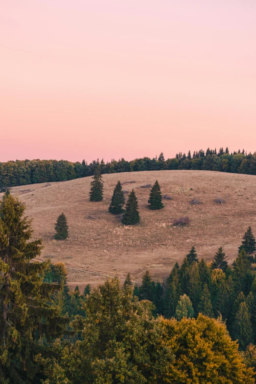 a herd of sheep standing on top of a lush green hillside, by Filip Hodas, tall pine trees, orange / pink sky, slovakia, william penn state forest