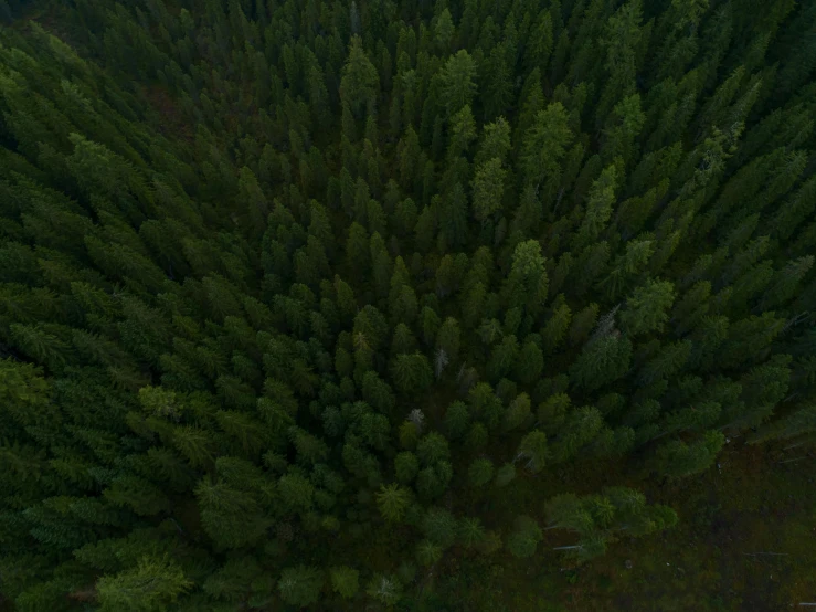 a forest filled with lots of green trees, an album cover, pexels contest winner, hurufiyya, aerial view cinestill 800t 18mm, hd footage, slight overcast lighting, black fir
