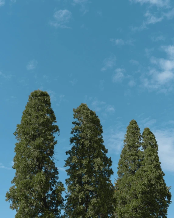 a man flying a kite on top of a lush green field, an album cover, unsplash, postminimalism, redwood sequoia trees, three towers, low quality photo, ((trees))