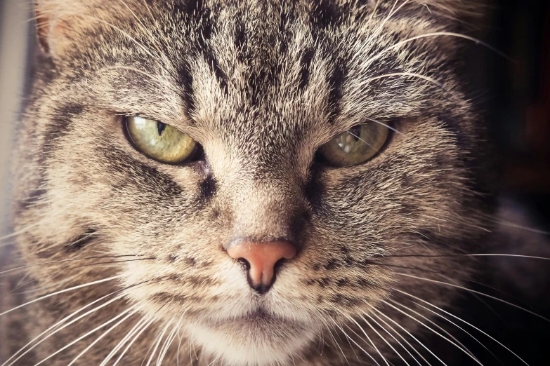 a close up of a cat with green eyes, by Joe Bowler, unsplash, scowling, instagram post, short light grey whiskers, garfield cat face