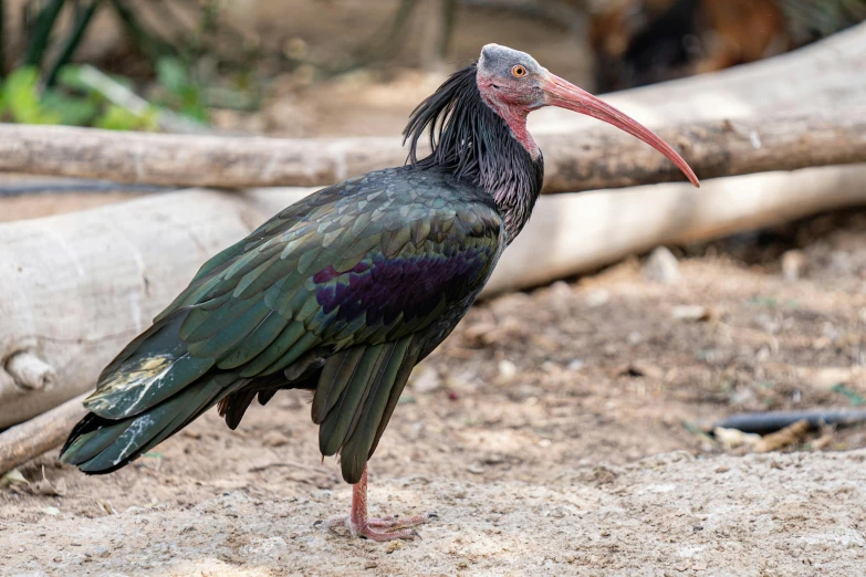 a bird that is standing in the dirt, large antennae, big beak, zoo, mid-shot of a hunky