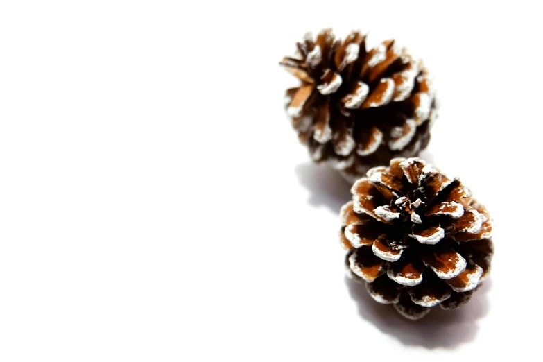 a couple of pine cones sitting on top of a table, pexels, minimalism, 'white background'!!!, background image, viewed from below, only snow in the background
