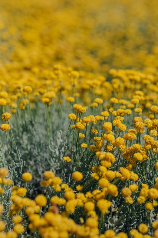 a field of yellow flowers on a sunny day, an album cover, by Linda Sutton, trending on unsplash, grayish, verbena, tufted softly, desert colors