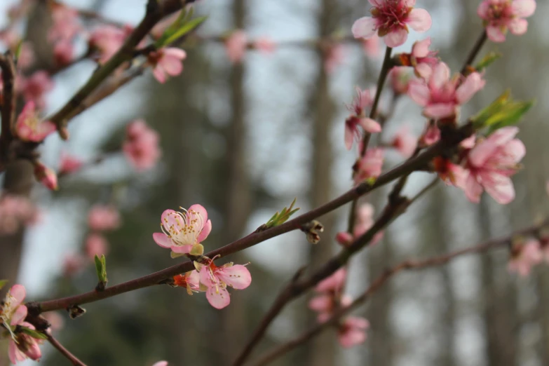 a close up of some pink flowers on a tree, by Carey Morris, pexels, happening, sprouting, peach, 1 6 x 1 6, a wide shot