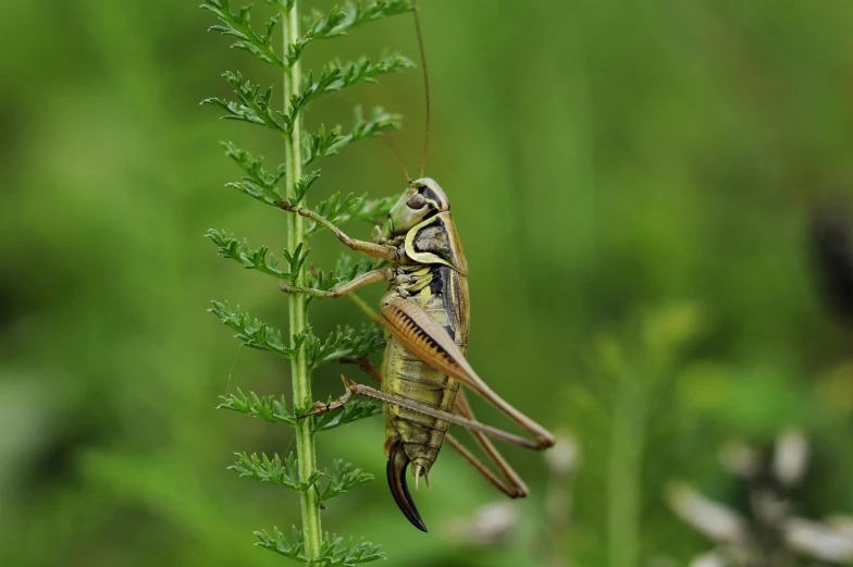 a close up of a grasshopper on a plant, by Alison Watt, hurufiyya, posed, fishing, in a grassy field, canvas