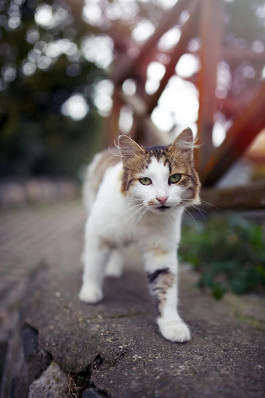 a cat standing on top of a cement slab, by Niko Henrichon, unsplash, walking towards the camera, with a white muzzle, slightly smiling, multicoloured