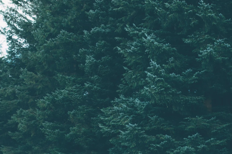 a man riding a snowboard down a snow covered slope, an album cover, inspired by Elsa Bleda, trending on unsplash, lush evergreen forest, dark teal, seen from straight above, loosely cropped