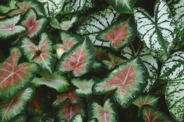 a close up of a bunch of green and red leaves, pexels, hurufiyya, pink white and green, multi - coloured, platinum, large potted plant