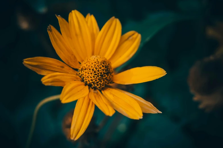 a yellow flower sitting on top of a lush green field, unsplash, renaissance, on a dark background, instagram photo, medium format, high resolution image