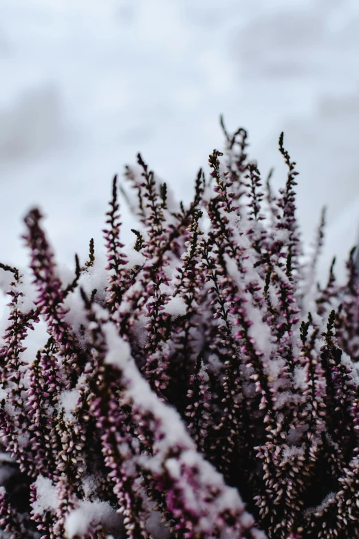 a bunch of purple flowers covered in snow, by Jaakko Mattila, trending on pexels, plume of seaweed, maroon, with soft bushes, stacked image