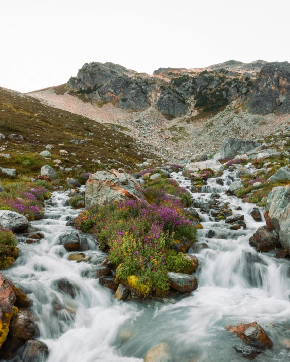 a mountain stream running through a lush green valley, unsplash contest winner, mauve and cinnabar and cyan, wild flowers, in an icy river, whistler