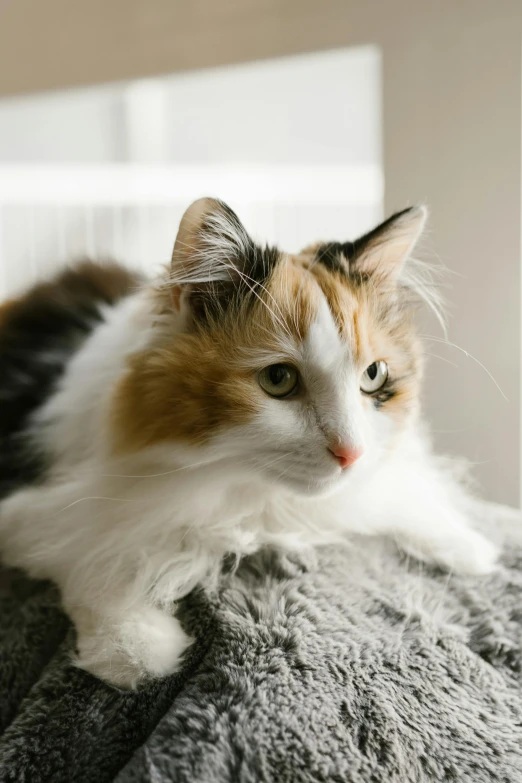 a calico cat laying on top of a blanket, unsplash, fluffy hair, ready to model, full profile, gif