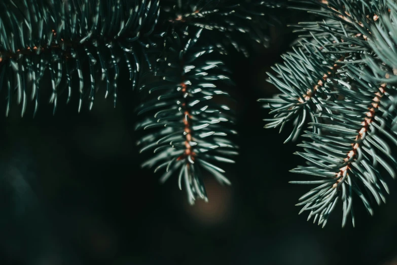 a close up of a pine tree branch, an album cover, inspired by Elsa Bleda, pexels, hurufiyya, 4 k hd wallpapear, christmas night, background image