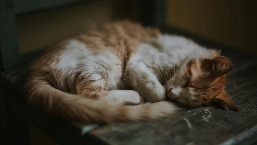 a cat sleeping on top of a wooden chair, pexels contest winner, orange and white, round faced, gif, furry character