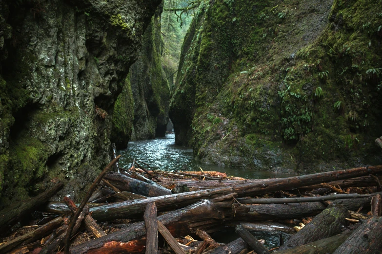 a river flowing through a lush green forest filled with trees, by Jessie Algie, pexels contest winner, renaissance, stalagmites, cascadia, 2 5 6 x 2 5 6 pixels, broken forests